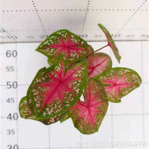 caladium nixia for sale